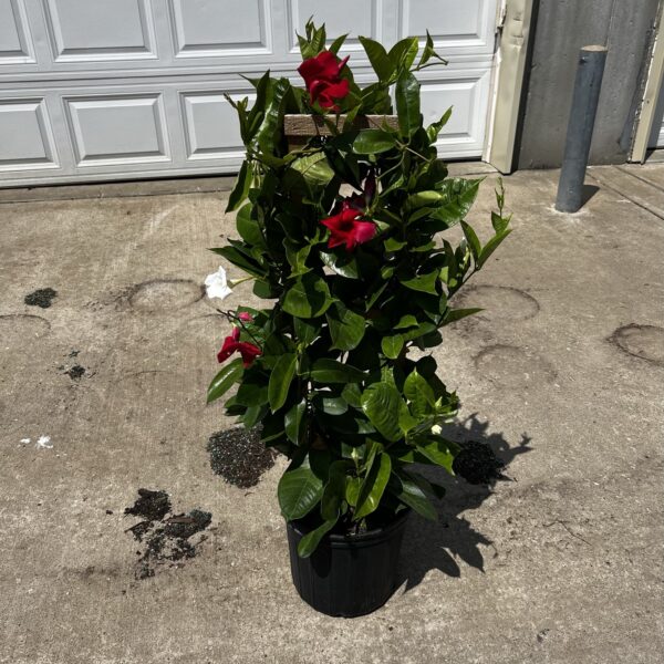 10" Mandevilla Trellis - Image 3