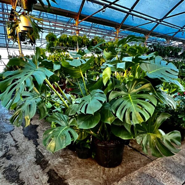 14" Split Leaf