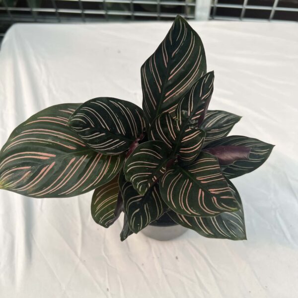 4" Calathea Ornata