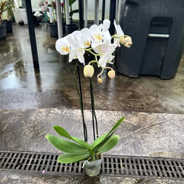5" Orchid Phalaenopsis (Double)