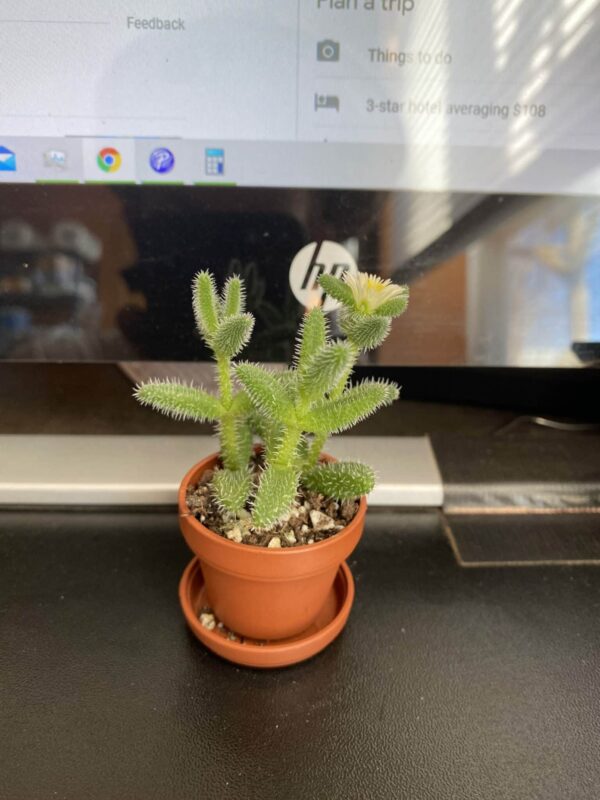 1" Succulent Pickle Plant