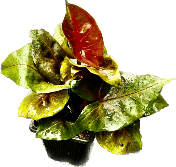 3" Nephthytis Red