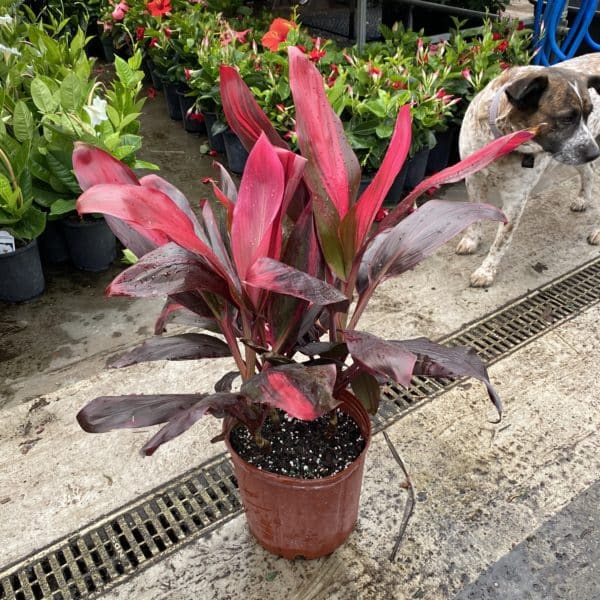 10" Cordyline Red Sister