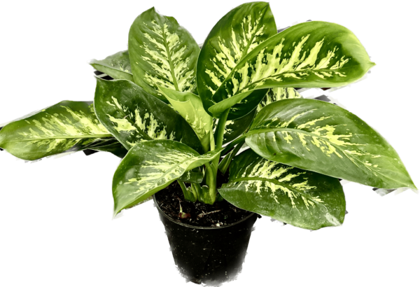 6" Dieffenbachia Tropic Snow