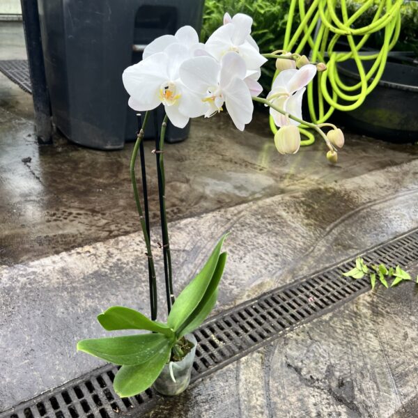 5" Orchid Phalaenopsis (Double) - Image 2