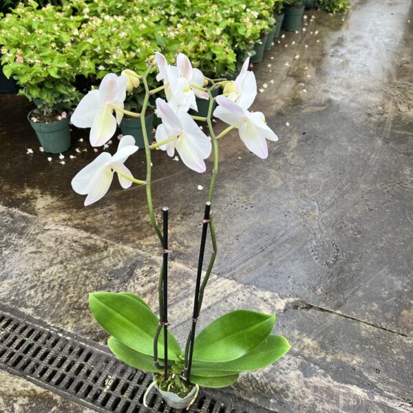 5" Orchid Phalaenopsis (Double) - Image 3