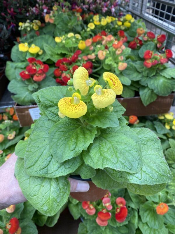 4" Calceolaria (Pocketbook Plant)