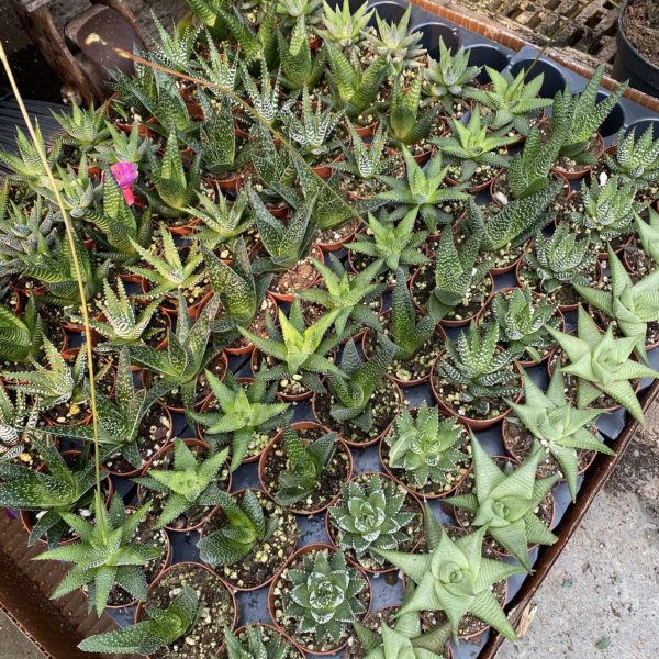 2" Succulent Haworthia
