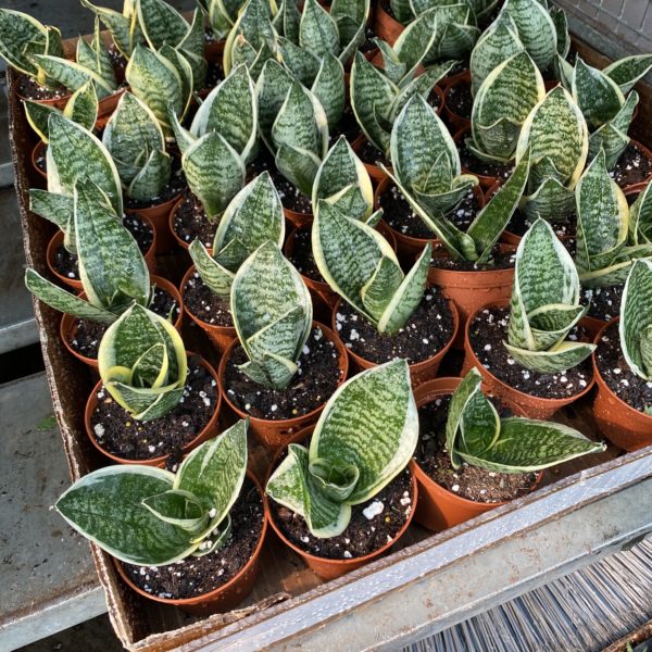 3" Sansevieria Laurentii