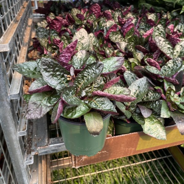 4" Waffle Plant