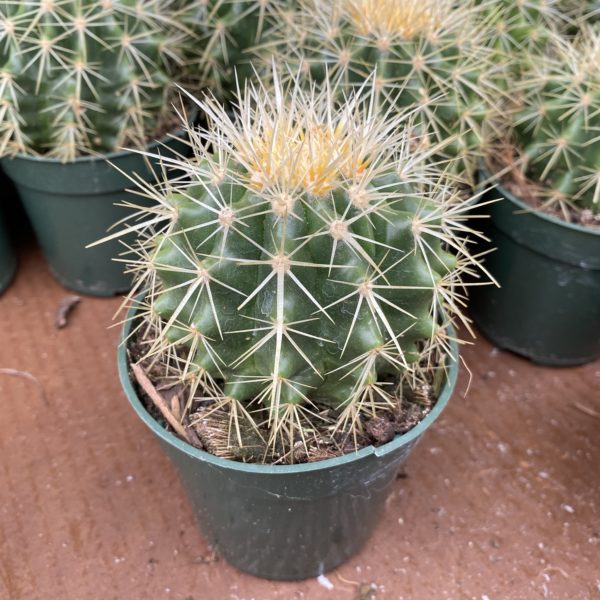 4" Cactus Barrel