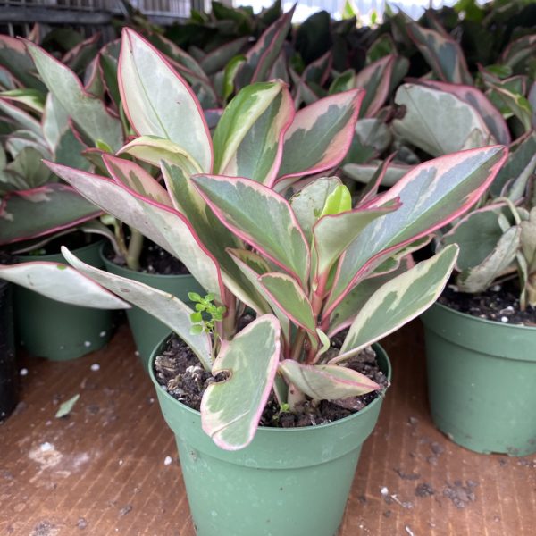 4" Peperomia Ginny