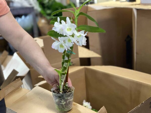 5" Orchid Dendrobium