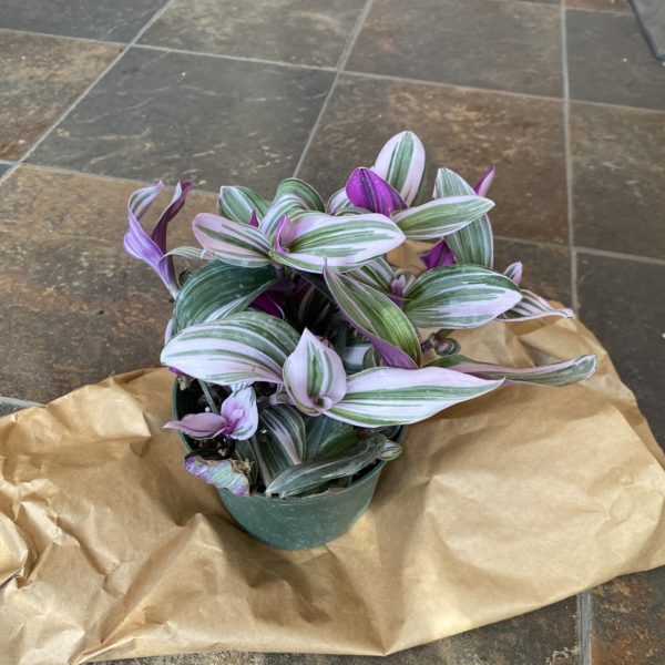 6" Purple Zebra