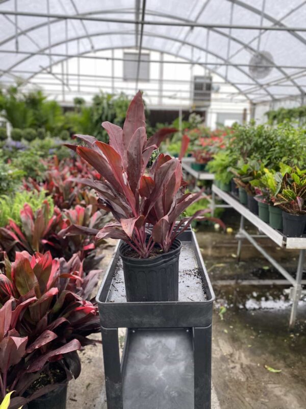 10" Cordyline Auntie Lou
