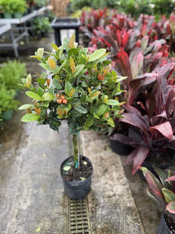10" Ixora (Braid) - Image 2