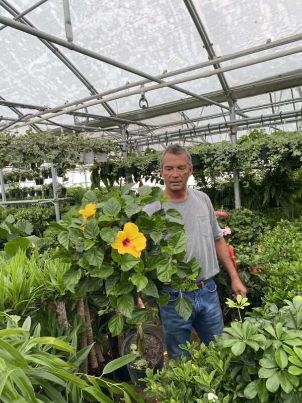 10" Hibiscus Premium (Tree) - Image 5