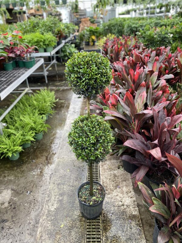 10" Eugenia -2 Ball