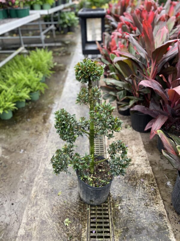 10" Eugenia (Pom Pom)