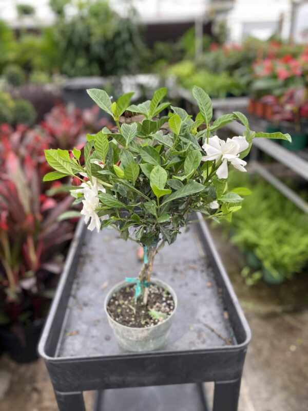 6" Gardenia (Braid)