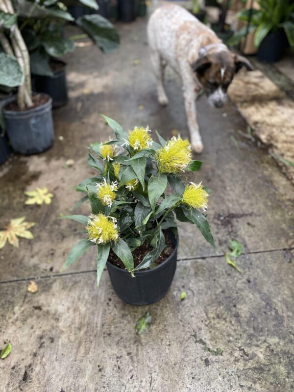 10" Yellow Dancer