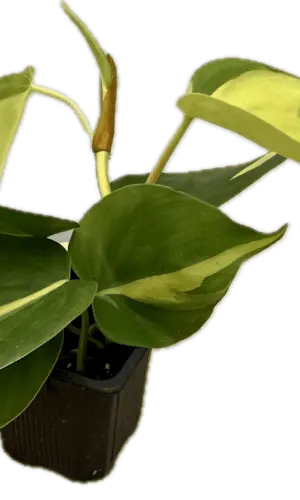 3" Philodendron Brazil