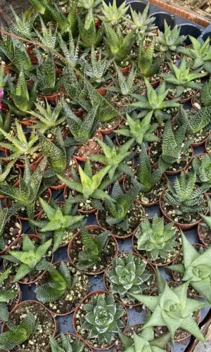 2" Succulent Haworthia