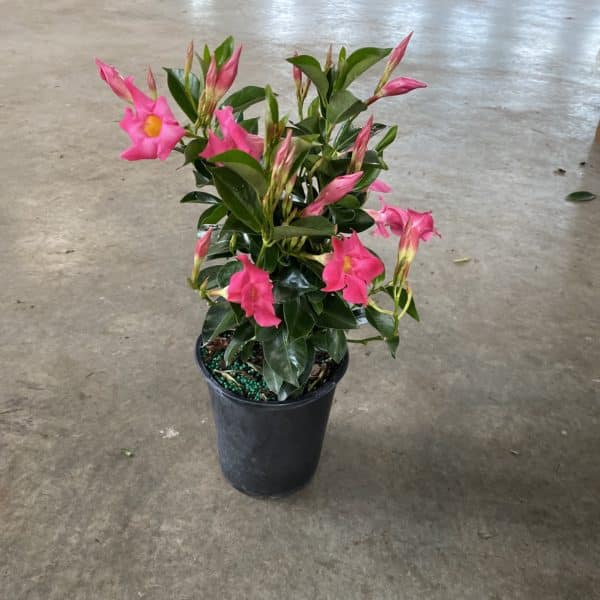 6" Dipladenia Pink (Bush)