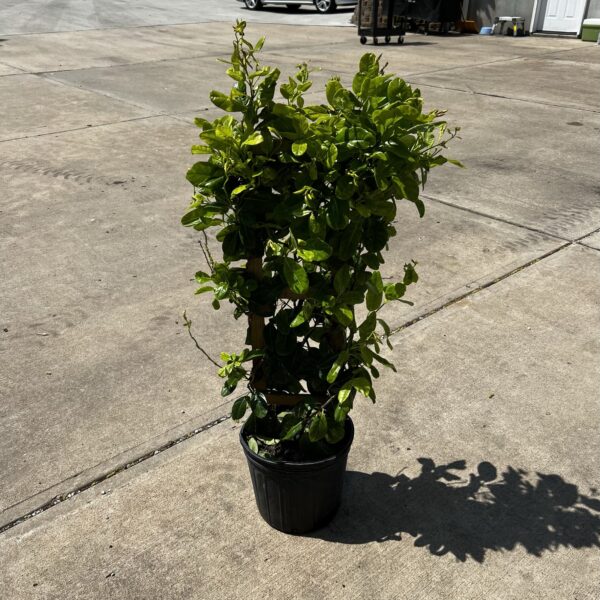 10" Mandevilla Yellow (Trellis)