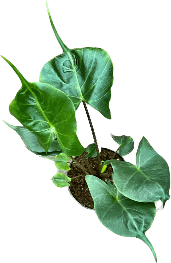6" Alocasia Sting Ray