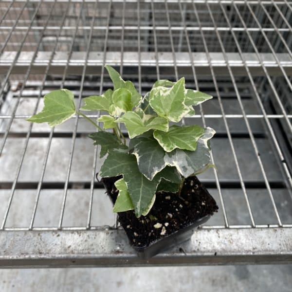 3" Ivy Variegated