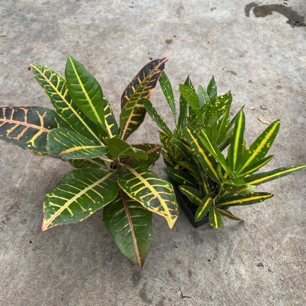 3" Croton Assortment