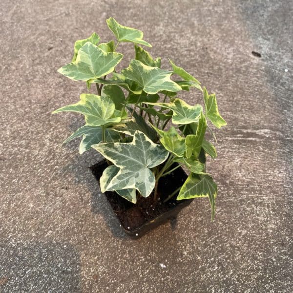 3" Ivy Gold Child