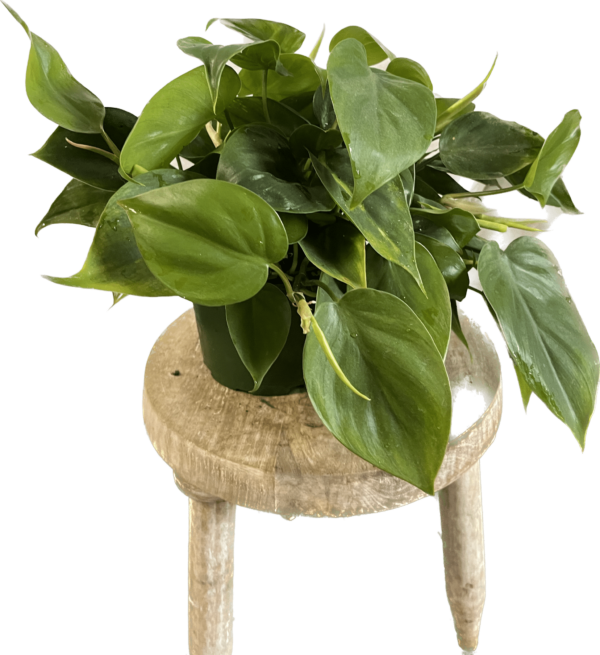 6" Philodendron Tub