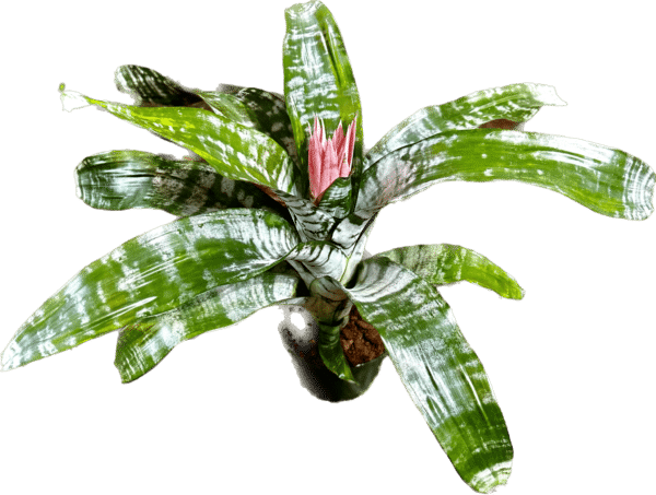 6" Bromeliad Silver Vase