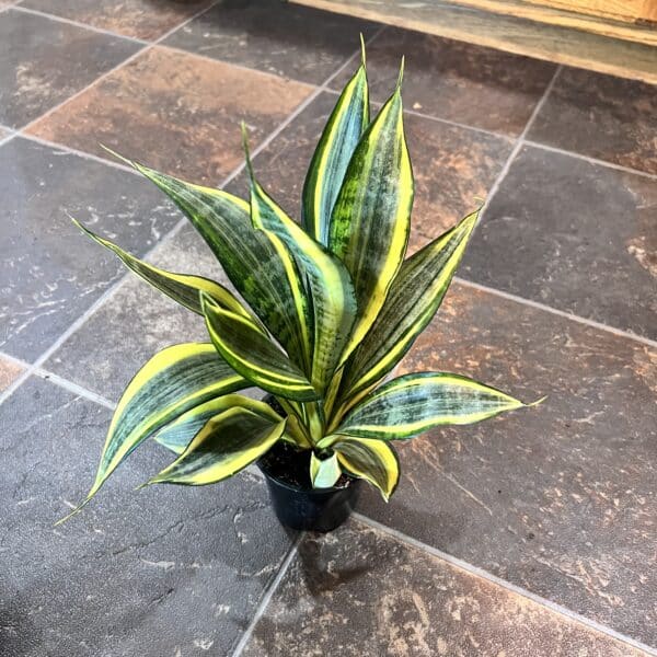 4" Asian Sansevieria Hi Color