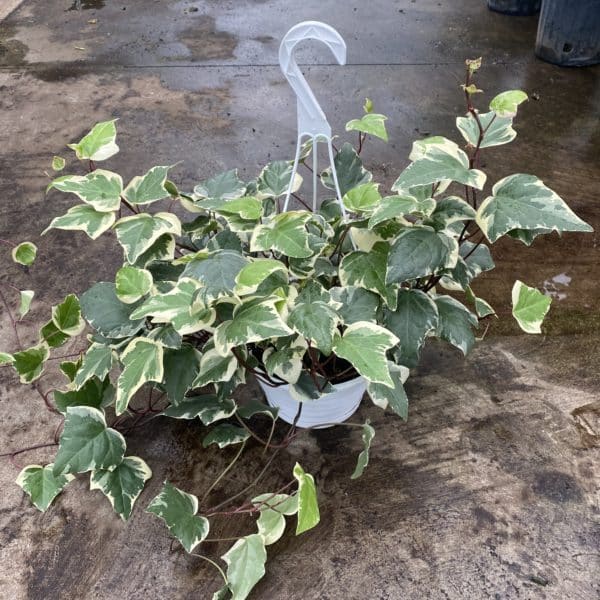 8" HB Ivy Algerian Variegated