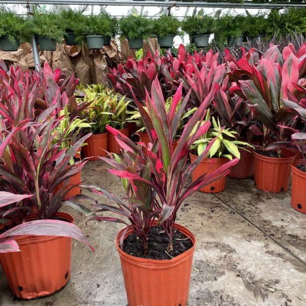 10" Cordyline Red Sensation