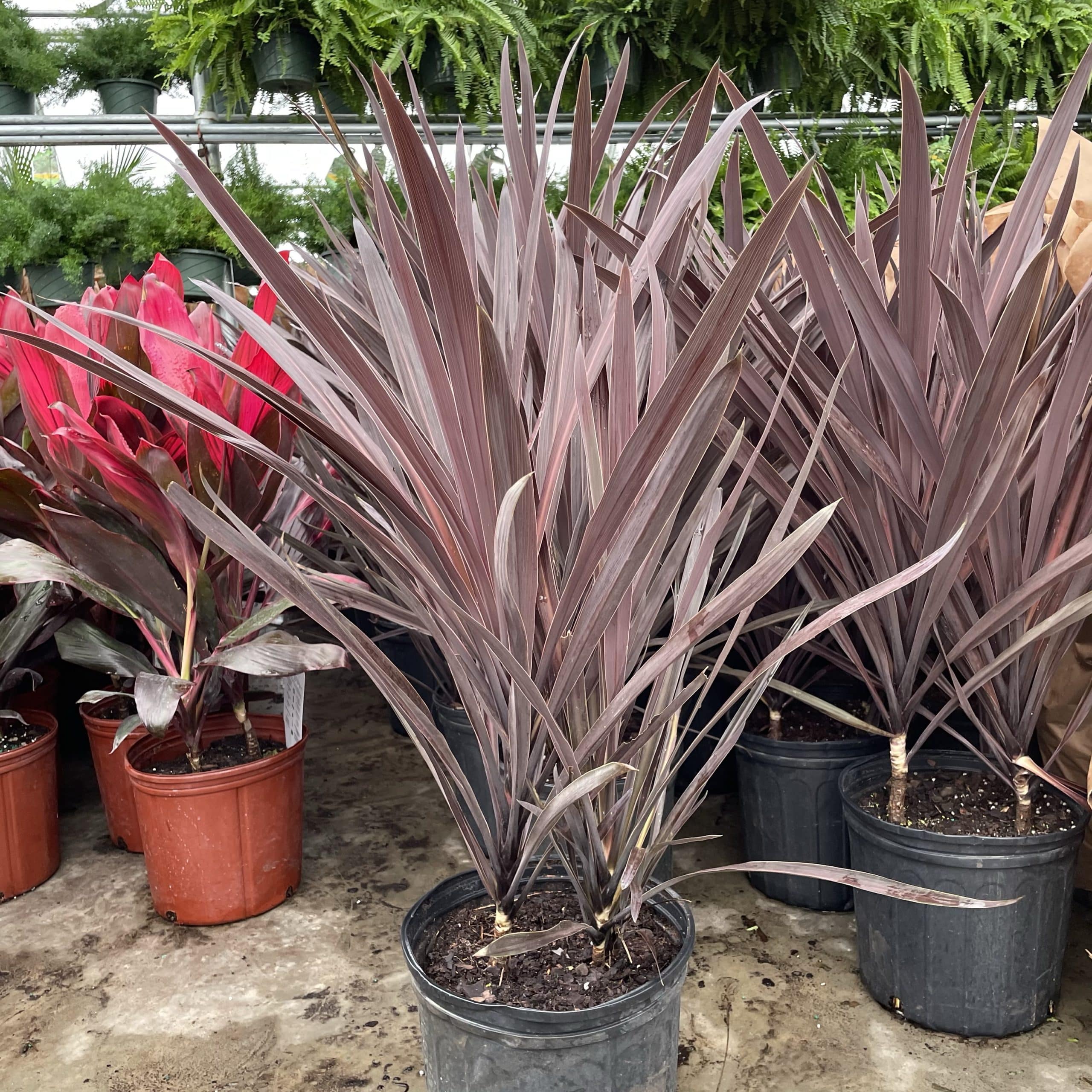 10″ Cordyline Dark Star – The Plant Factory | Wholesale Plants