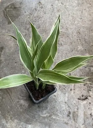 3" Sandriana Green