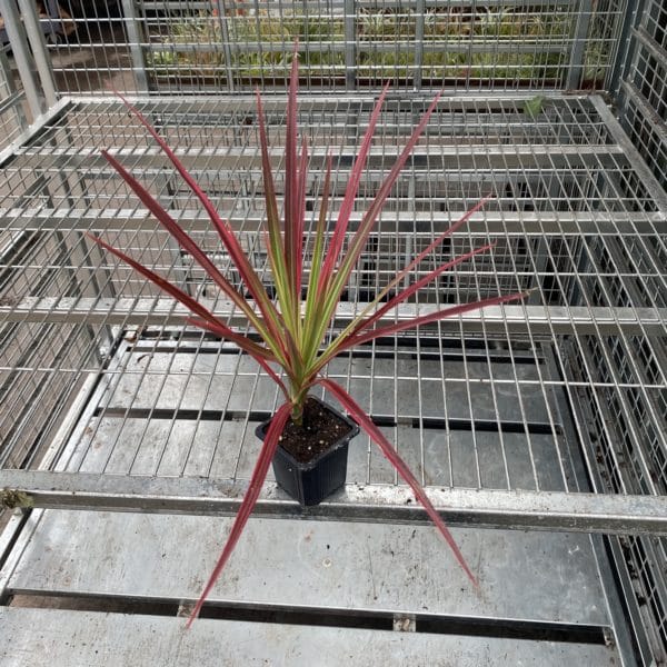 3" Red Spike