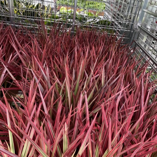 3" Red Spike - Image 2