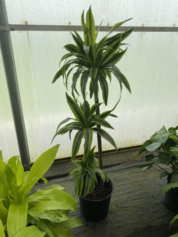 10" Dracaena Gold Star (Cane)