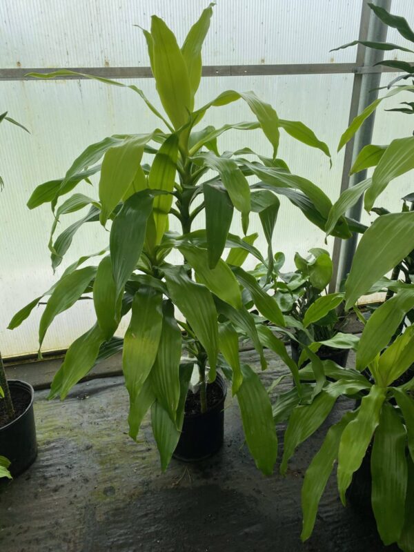10" Dracaena Limelight (Cane)