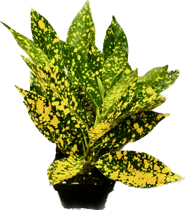 3" Croton Gold Dust