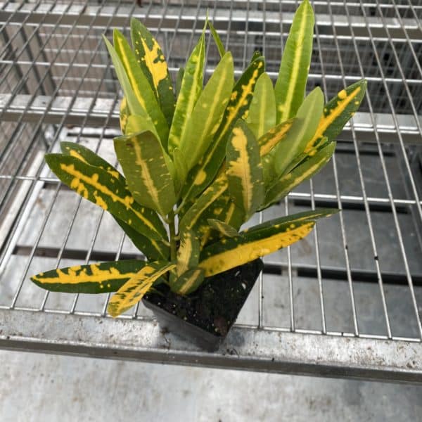 3" Croton Sunny Star