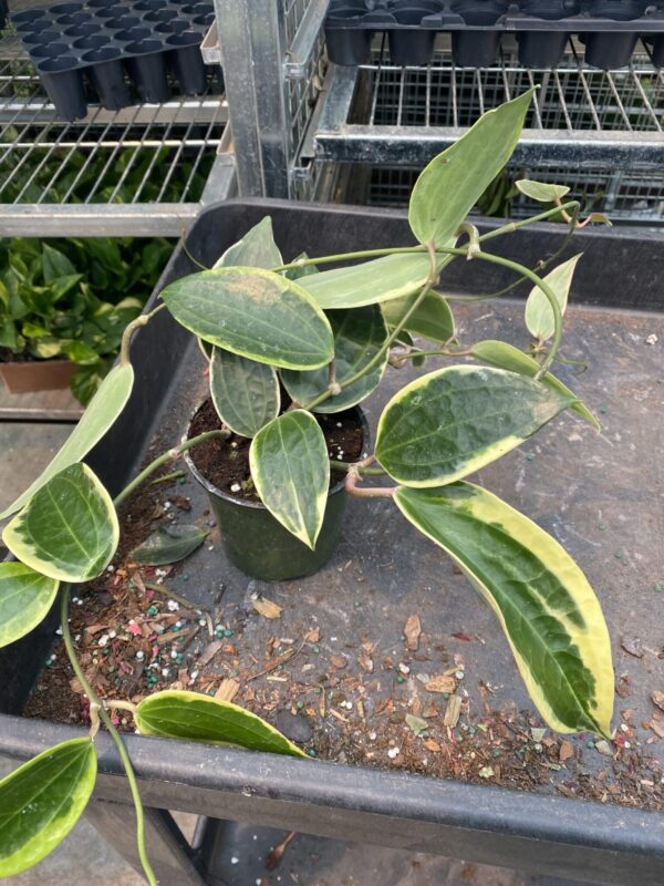 4" Hoya Macrophylla