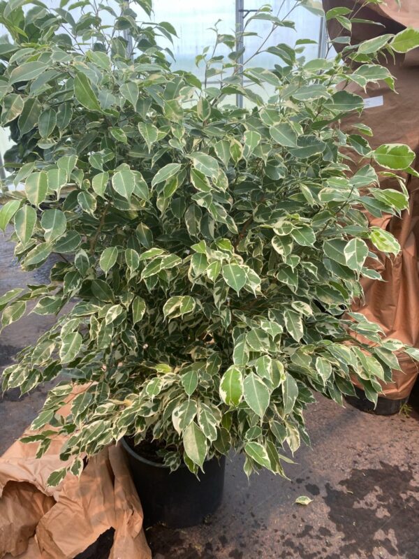 14" Ficus Starlite Bush