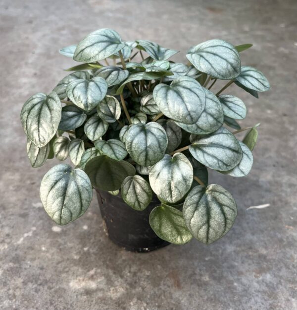 4" Peperomia Little Toscani