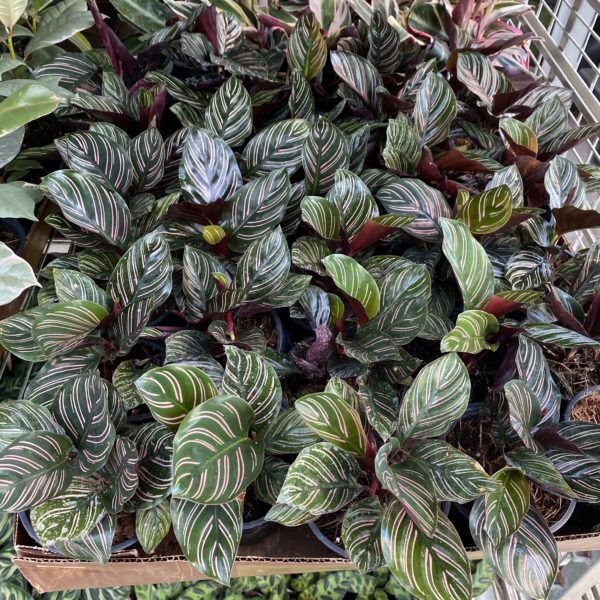 4" Calathea (Growers Choice) - Image 2